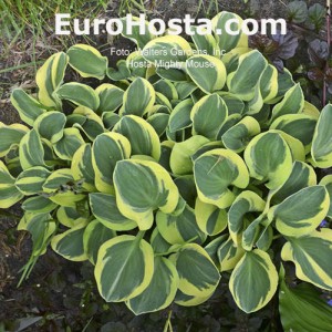 Hosta Mighty Mouse