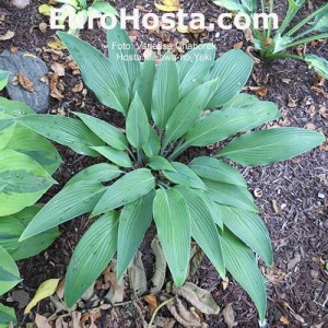 Hosta Mikawa-no-Yuki