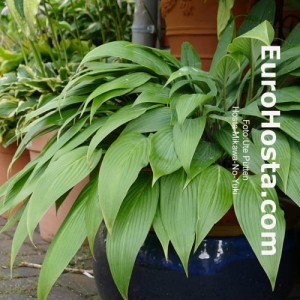 Hosta Mikawa-no-Yuki