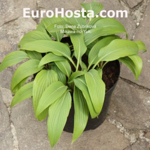 Hosta Mikawa-no-Yuki