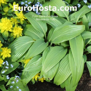 Hosta Mikawa-no-Yuki