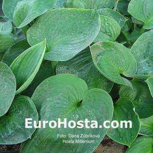 Hosta Millenium - Eurohosta