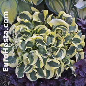 bonsai hosta