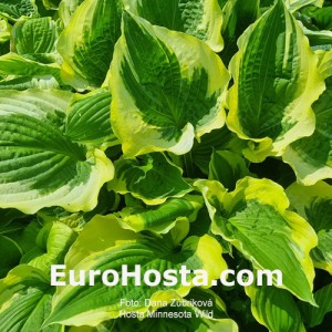 Hosta Minnesota Wild