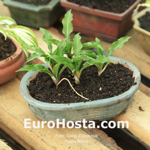 Hosta Minor - Eurohosta