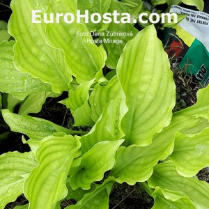 Hosta Mirage