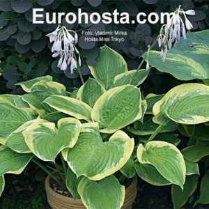 Hosta Miss Tokyo