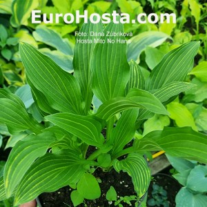 Hosta Mito no Hana