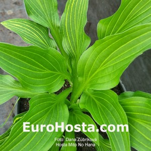 Hosta Mito no Hana