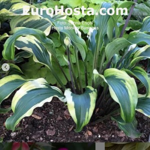 Hosta Monkey Business