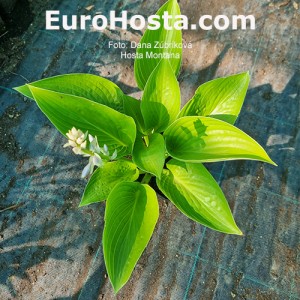 Hosta Montana