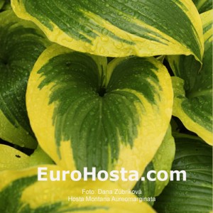 Hosta Montana Aureomarginata - Eurohosta