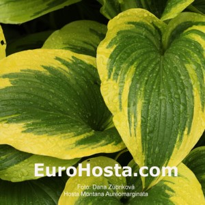 Hosta Montana Aureomarginata - Eurohosta