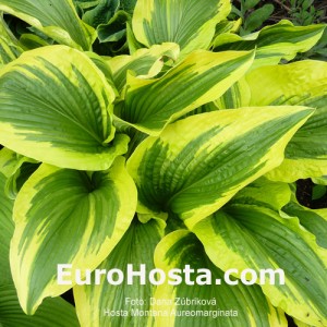 Hosta Montana Aureomarginata - Eurohosta