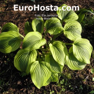 Hosta Moon Split - Eurohosta