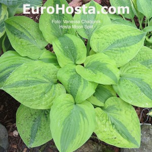 Hosta Moon Split - Eurohosta