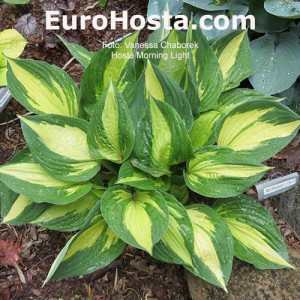 Hosta Morning Light - Eurohosta