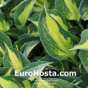 Hosta 'Morning Star' - Eurohosta