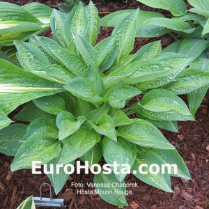 Hosta Moulin Rouge