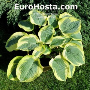 Hosta Mount Tom - Eurohosta