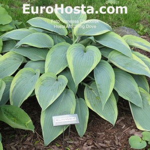 Hosta Mourning Dove