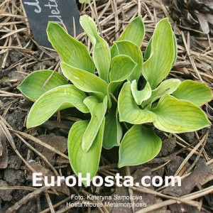 Hosta Mouse Metamorphosis