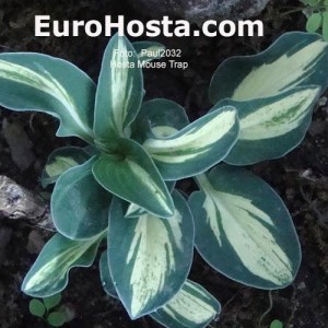 Hosta Mouse Trap