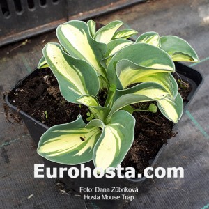 Hosta Mouse Trap