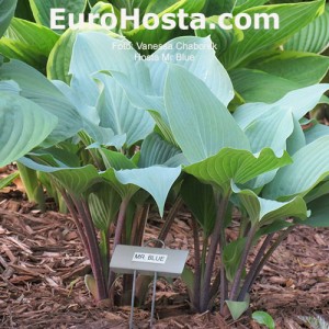 hosta mr blue eurohosta