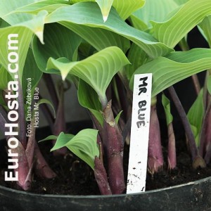 hosta mr blue eurohosta