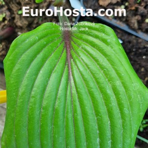 Hosta  Mr Jack