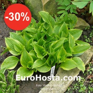 Hosta Muffie