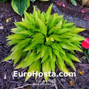 Hosta Munchkin Fire