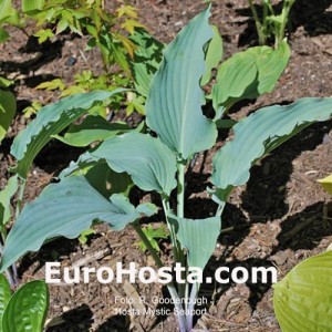 hosta Mystic Seaport