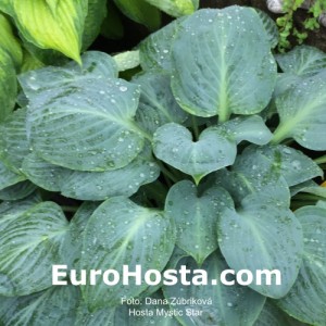 Hosta Mystic Star - Eurohosta