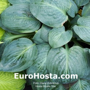 Hosta Mystic Star - Eurohosta