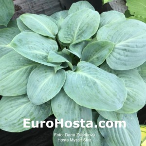 Hosta Mystic Star - Eurohosta