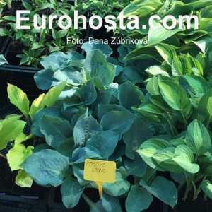 Hosta Mystic Star - Eurohosta