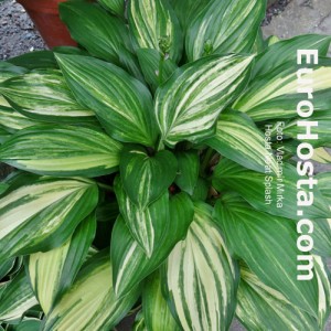 Hosta Neat Splash