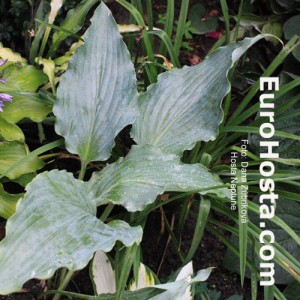 Hosta Neptune - Eurohosta