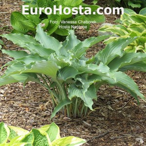 Hosta Neptune - Eurohosta