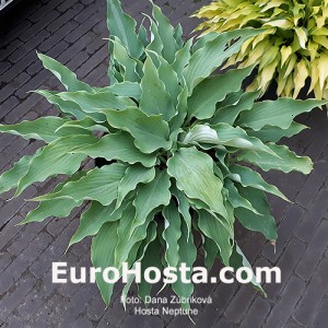 Hosta Neptune