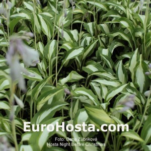 Hosta Night Before Christmas - Eurohosta