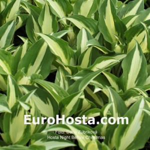 Hosta Night Before Christmas - Eurohosta