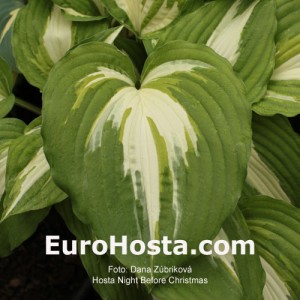 Hosta Night Before Christmas - Eurohosta