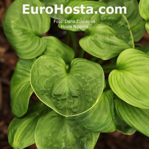 Hosta Nippers - Eurohosta