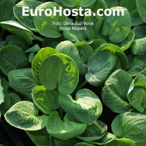 Hosta Nippers - Eurohosta