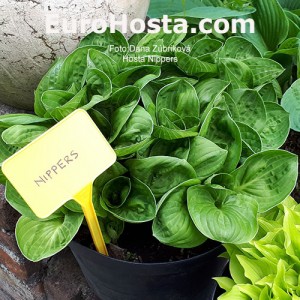 Hosta Nippers