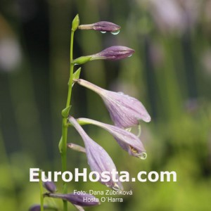 Hosta O'Harra - Eurohosta