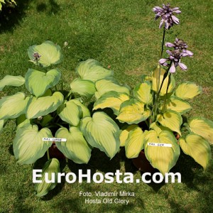 Hosta Old Glory - Eurohosta